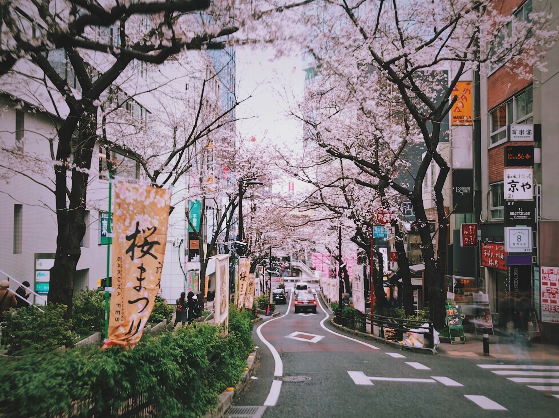 Cherry Blossoms en Kioto, al amanecer